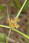 Oneflower flatsedge